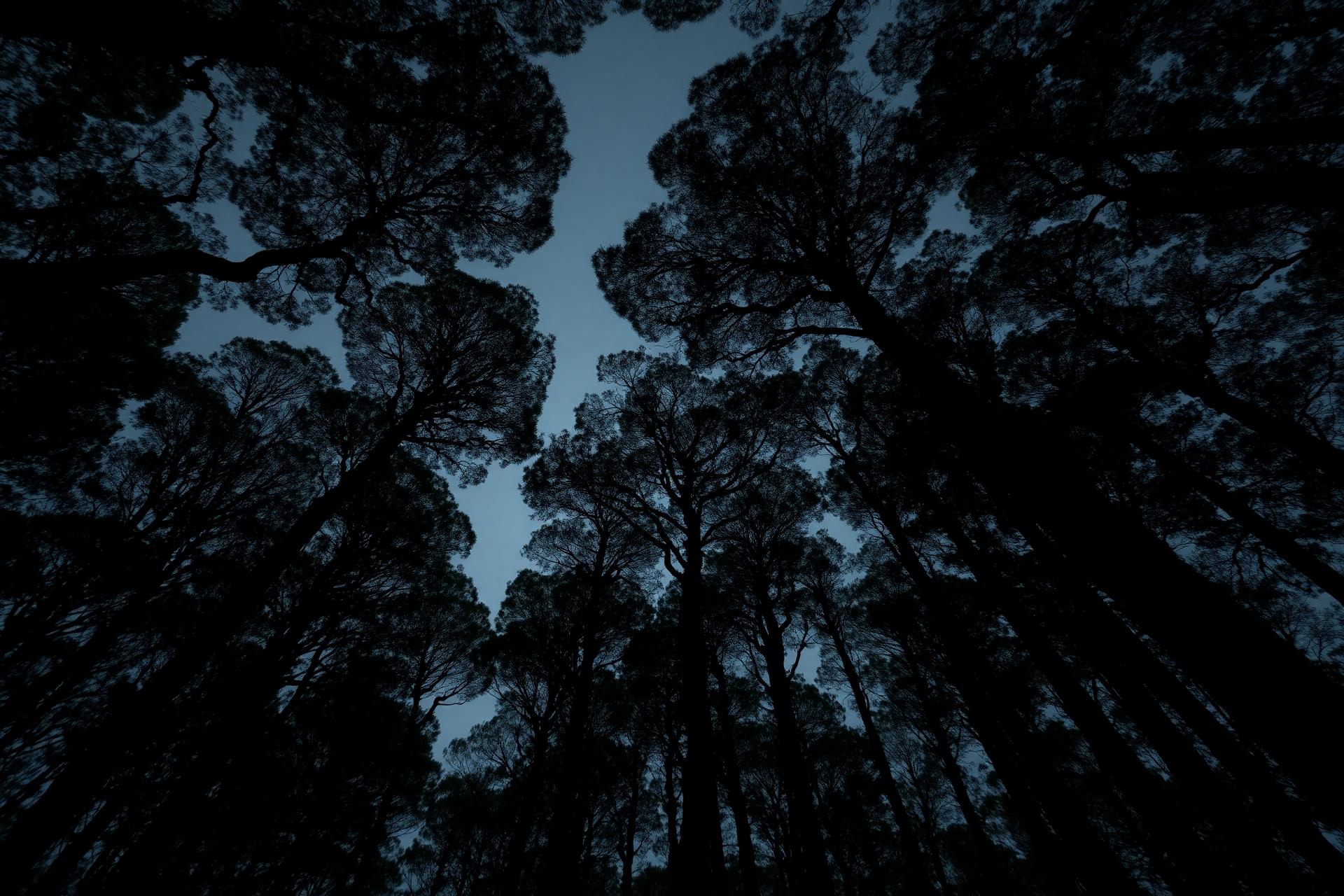 Forest canopy in the Samford Valley